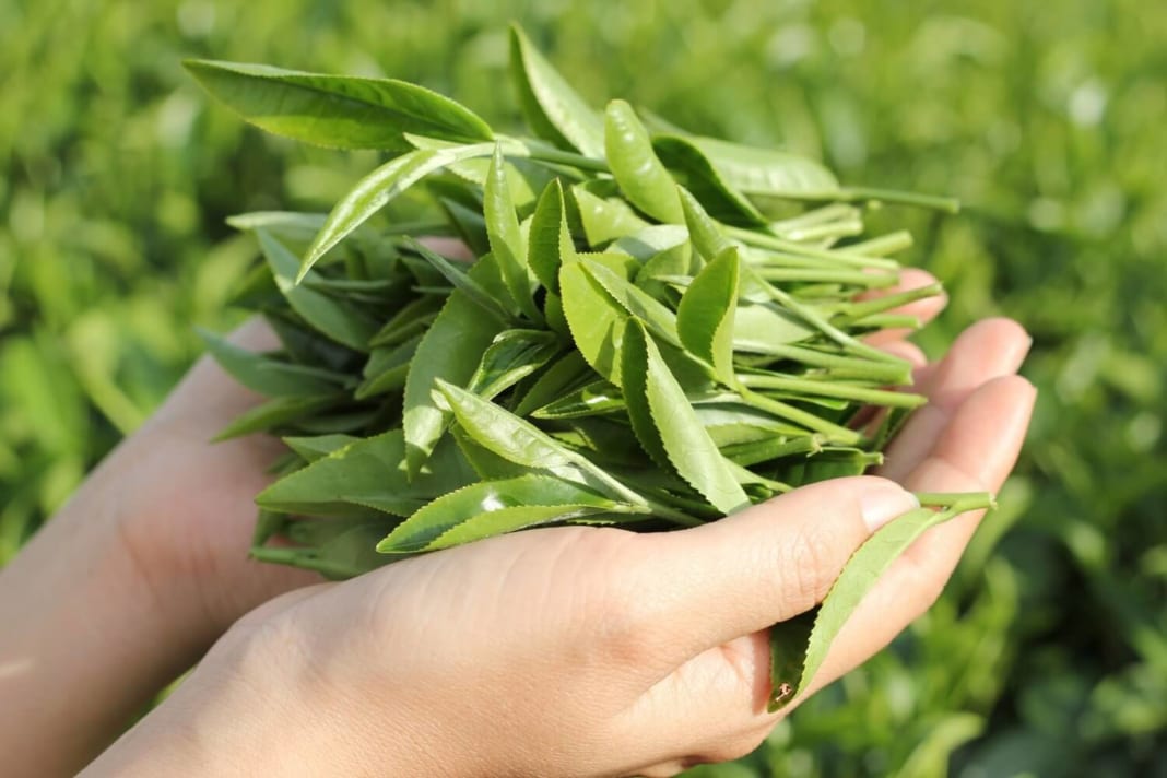 Những Điều Thú Vị Về Đặc Điểm Cây Chè | Đặc Điểm Sinh Thái - Vùng Miền