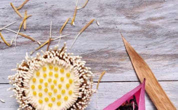 Trà Sen Tây Hồ – Thức Uống Thượng Phẩm Đặc trưng và công dụng của Trà Ướp Sen Tây Hồ