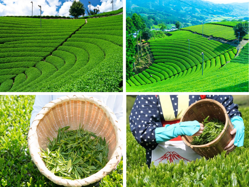 Tại sao gọi trà là đặc sản Thái Nguyên?