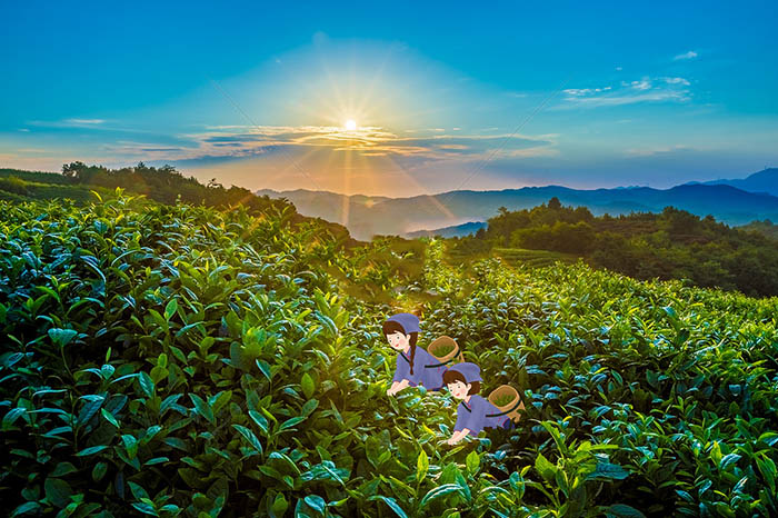 Tại sao gọi trà là đặc sản Thái Nguyên?