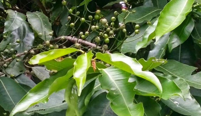 Đặc điểm nhận dạng lá vối