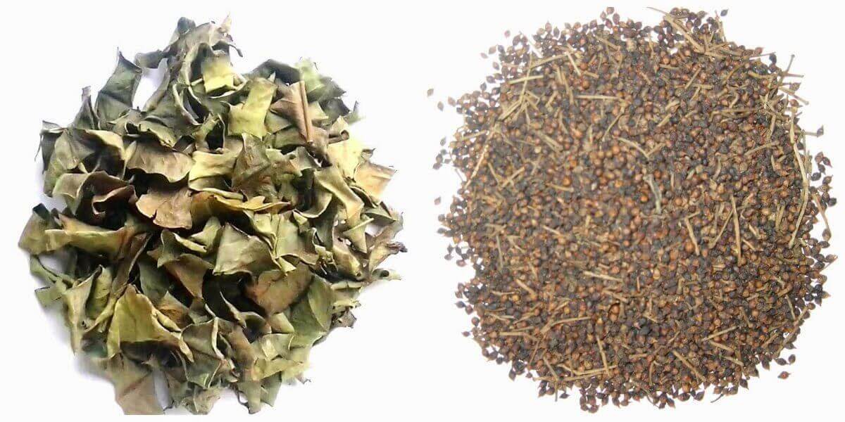 So sánh trà lá vối và trà nụ vối
