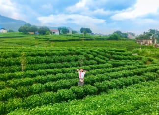 Tips Tham Quan Đồi Chè Thái Nguyên – Kinh Nghiệm Từ A – Z Tips tham quan đồi chè thái nguyên