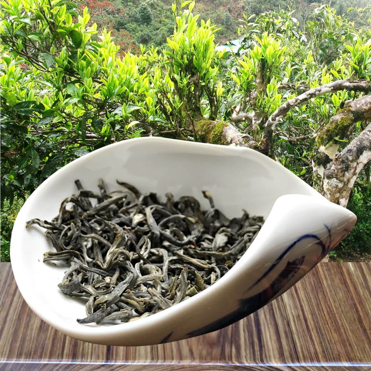 Trà Shan Tuyết cổ thụ đã không còn xa lạ với khách hàng bởi sự phổ biến của nó trên thị trường trà cả nước.