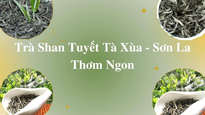 Trà Shan Tuyết Tà Xùa - Sơn La Thơm Ngon