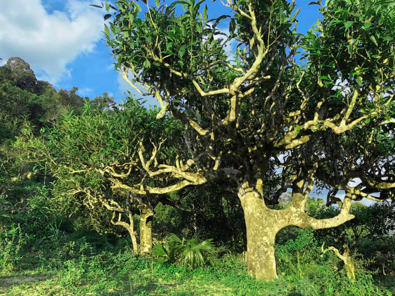 Những điều kiện tự nhiên hình thành nên cây chè cổ thụ