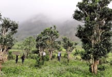 Cây Chè Shan Tuyết Cổ Thụ – Đặc Tính Và Cách Trồng cây chè Shan Tuyết cổ thụ