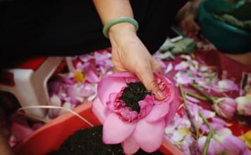 Trà Ướp Bông Sen Tươi – Trà Sen Xổi Thơm Ngon Cách làm trà ướp sen xổi