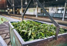 Trà “vàng xanh” của Việt Nam bất ngờ được Trung Quốc gom hàng với giá đắt đỏ kỷ lục, thu về hàng trăm triệu USD trong 9 tháng đầu năm