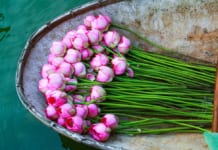 Trà sen cổ truyền Hà Nội – Tinh hoa Thăng Long Thành